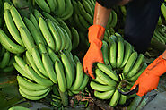 Banana Exporter in India
