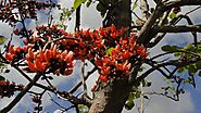 Flame of the Forest Tree: A Botanical Marvel Igniting Cultural Traditi – Grow Billion Trees