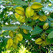 Chirol Tree: Rare Gem, Traditional Uses, and Botanical Marvel – Grow Billion Trees