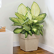 Buy Plants For Living Room online from Nurserylive at lowest price.