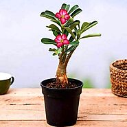 Buy Desert Rose online from Nurserylive at lowest price.