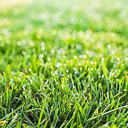 Buy Grass Seeds online from Nurserylive at lowest price.