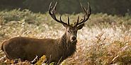 Deer Velvet Antler | What Is It, How Does It Work and What are the Benefits? - Healthy Living Benefits