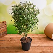 Buy Shrub Trees which can be grown In Pots online from Nurserylive at lowest price.