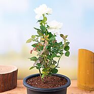 Buy White Rose online from Nurserylive at lowest price.