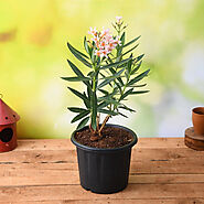 Buy Kaner Plants online from Nurserylive at lowest price.