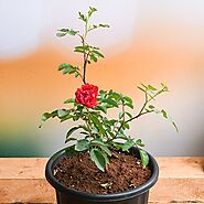 Buy Red Rose Flower online from Nurserylive at lowest price.