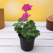 Buy Geranium (Pink) - Plant online from Nurserylive at lowest price.