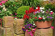 Summer Backyard Landscaping : Top 10 Flowers for Your Garden