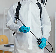 Professional Pest Control Services in Brisbane | Quality Bond Cleaning