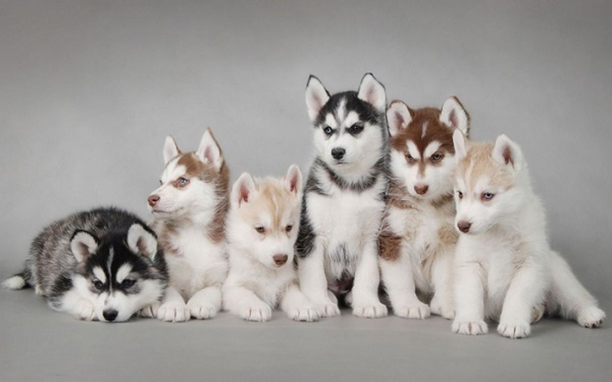 Top 10 Cutest Dog Breeds | A Listly List