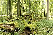 Bialowieza Forest