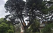 Why Should You Prioritise Tree Risk Assessments in Your Property?