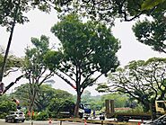 Why Should You Choose a Professional Tree Surgeon?
