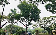 Why Should You Choose a Professional Tree Surgeon?