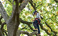 The Hidden Dangers of Tree Topping: Why It's Harmful and What to Do Instead?