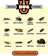 Ecola Termite and Pest Problems Solved