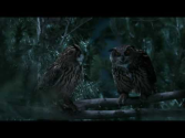 GEICO Owl Commercial - Did You Know Some Owls Aren't That Wise?