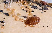 Best bed bug control services company in Dubai by expert team