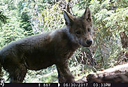New wolf pups in California: Endangered species here to stay?