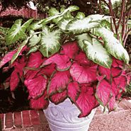 Buy Caladium Flower Bulbs online from Nurserylive at lowest price.