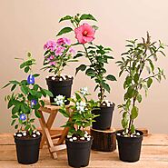 Buy Plants Packs For Pooja online from Nurserylive at lowest price.