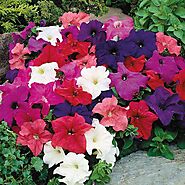 Buy Petunia Seeds online from Nurserylive at lowest price.