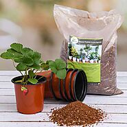 Buy Garden Kits online from Nurserylive at lowest price.