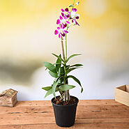 Buy Orchid Plants online from Nurserylive at lowest price.