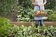 Can you grow vegetables in the shade ? Yes, Here are 32 veggies. | Nurserylive