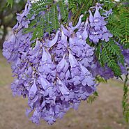 Buy Neel Mohar, Jacaranda Mimosifolia - Plant online from Nurserylive at lowest price.