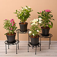 Buy Outdoor Plants online from Nurserylive at lowest price.