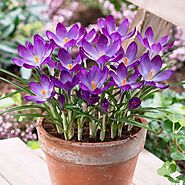 Buy Crocus Flower Bulbs online from Nurserylive at lowest price.