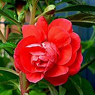 Buy Balsamine Rose Flower - Flower Seeds online from Nurserylive at lowest price.