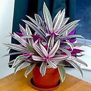 Buy Rhoeo Plant, Rhoeo discolor (Tricolor, Variegated) - Plant online from Nurserylive at lowest price.
