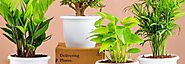 Top 10 Lucky Plants To Change Your Life | Nurserylive