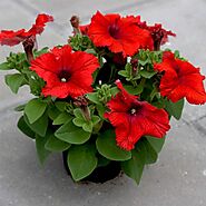 Buy Petunia Plants online from Nurserylive at lowest price.
