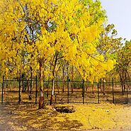 Buy Flowering Trees online from Nurserylive at lowest price.