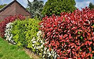 Top 10 Hedge Plants For your Garden | Nurserylive
