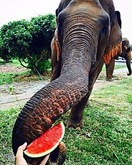 Food of an Asian Elephant