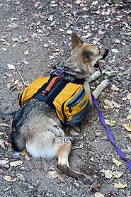 Dog Backpack