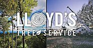 Lloyd's Tree Service | Arborists & Tree Pruning Services Raleigh, NC