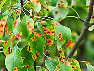 Identifying pear rust