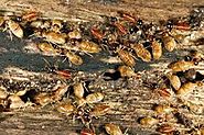 Termite Protection | Termite Treatment - RA Dibbs