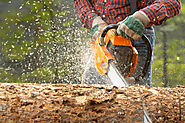 Tree Service in Beverly, MA | Mayer Tree Service
