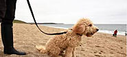 What to look for in the Best Dog-Friendly Cottages near Cornwall Beaches?