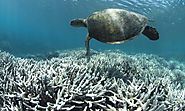 Science censorship: Great Barrier Reef scrubbed from UN climate change report