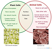 Plant vs Animal Cells ( Venn Diagram)
