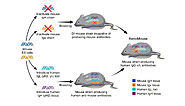 Human Antibody Production from Transgenic Mice