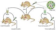 In vivo Phage Display for Tumor Targeting